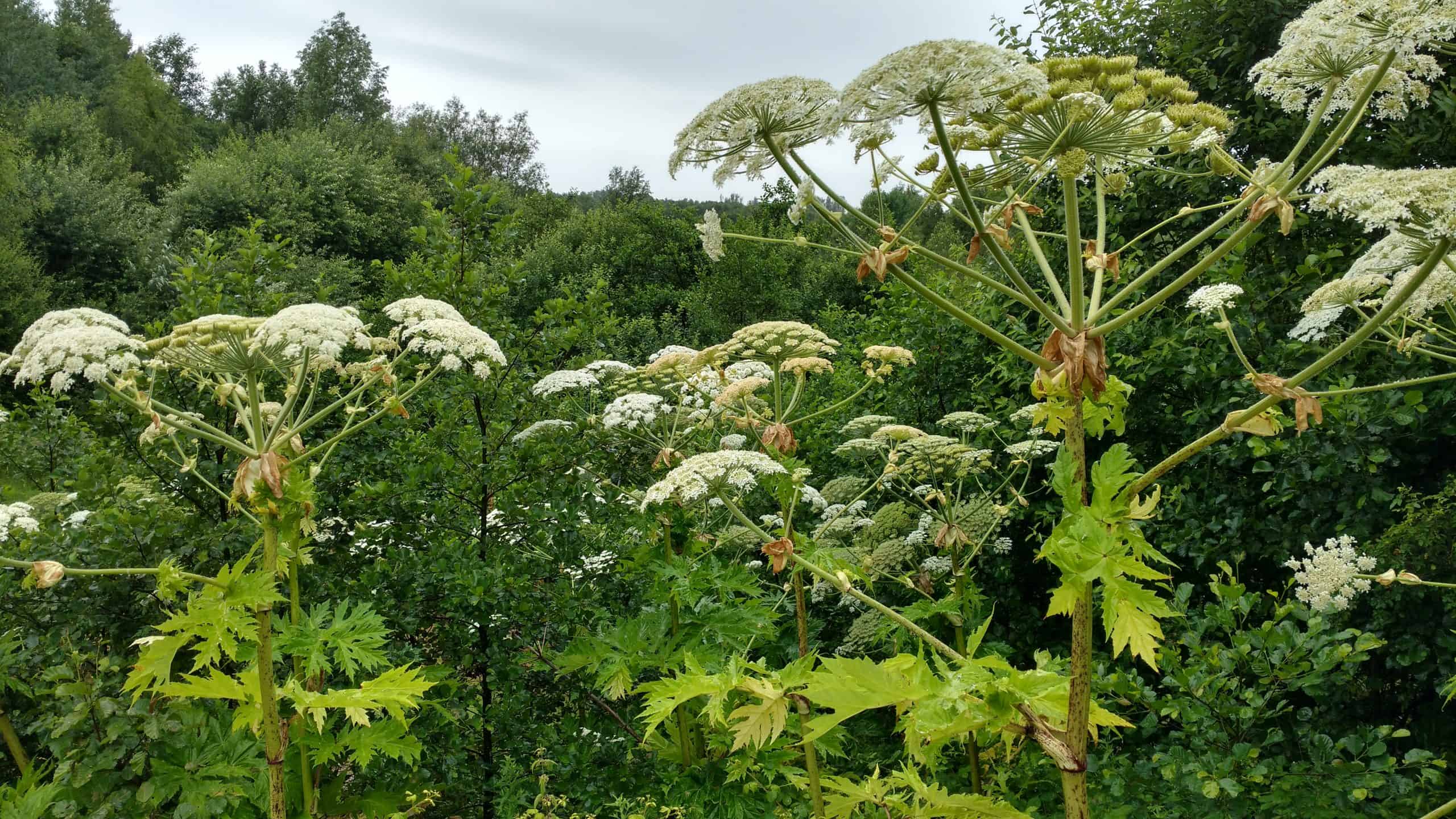 Giant hogweed plants